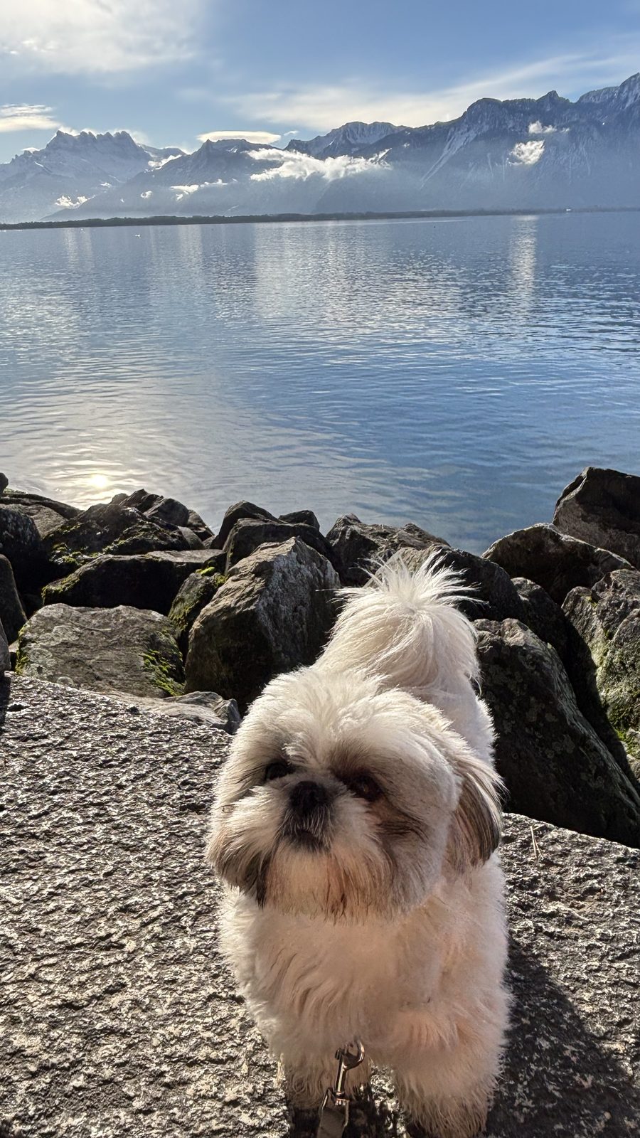 A Netflix Holiday Christmas With Your Dog: Geneva, Montreux and Gstaad