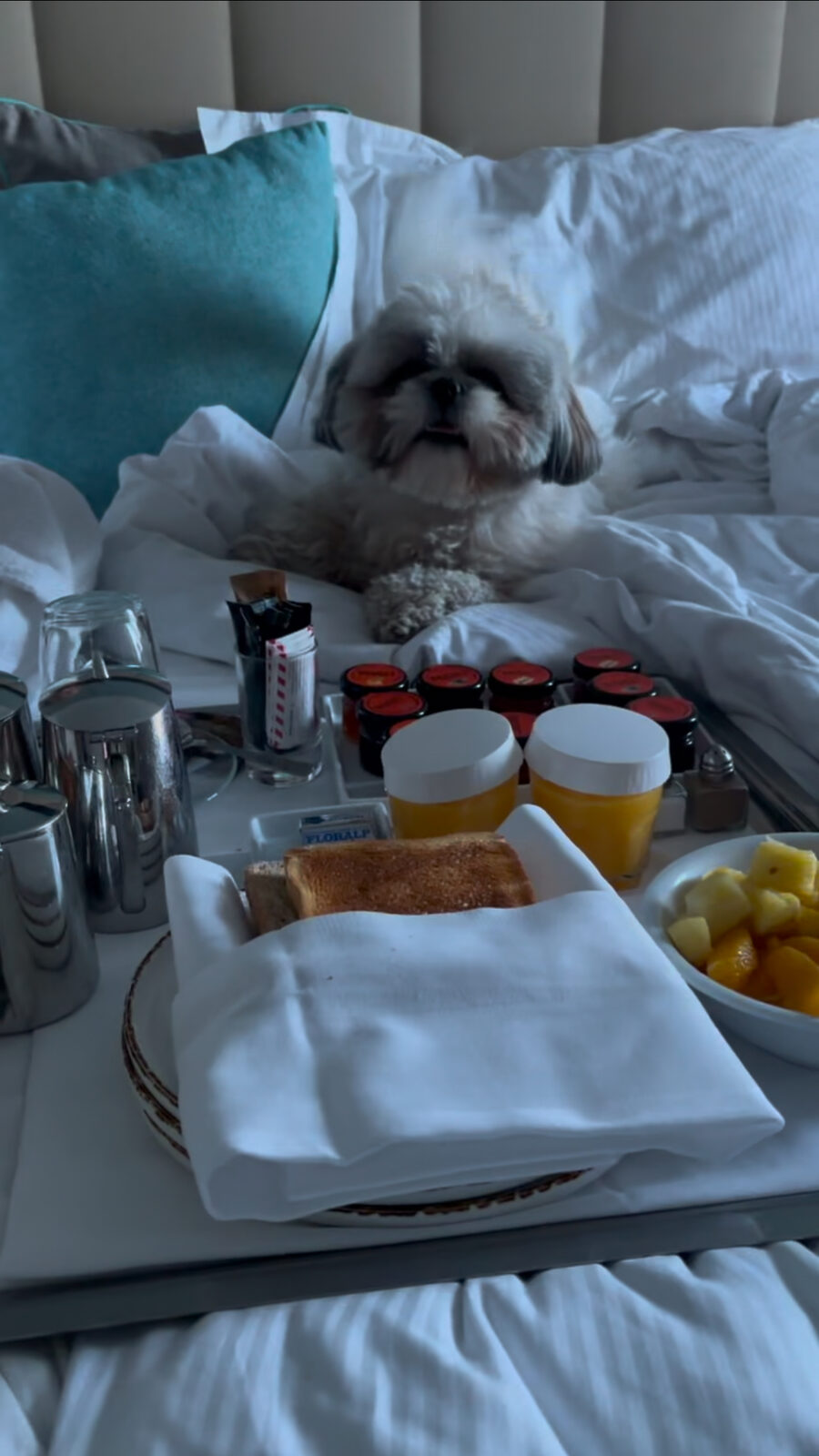 Daisy and breakfast in bed on Christmas morning in Montreux