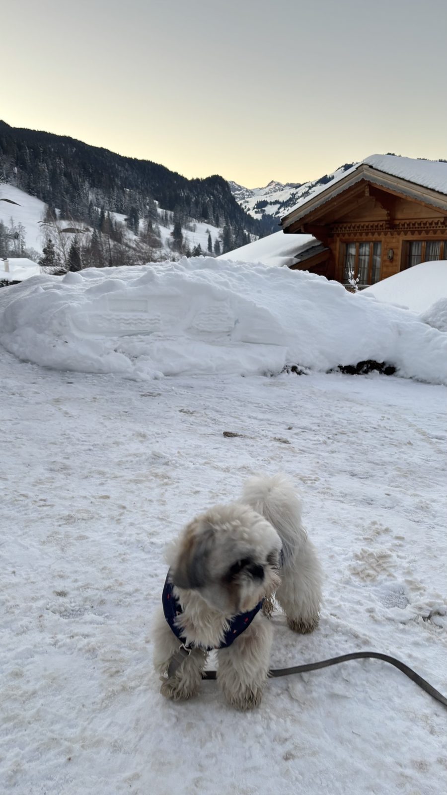 Daisy in the snow in Gstaad
