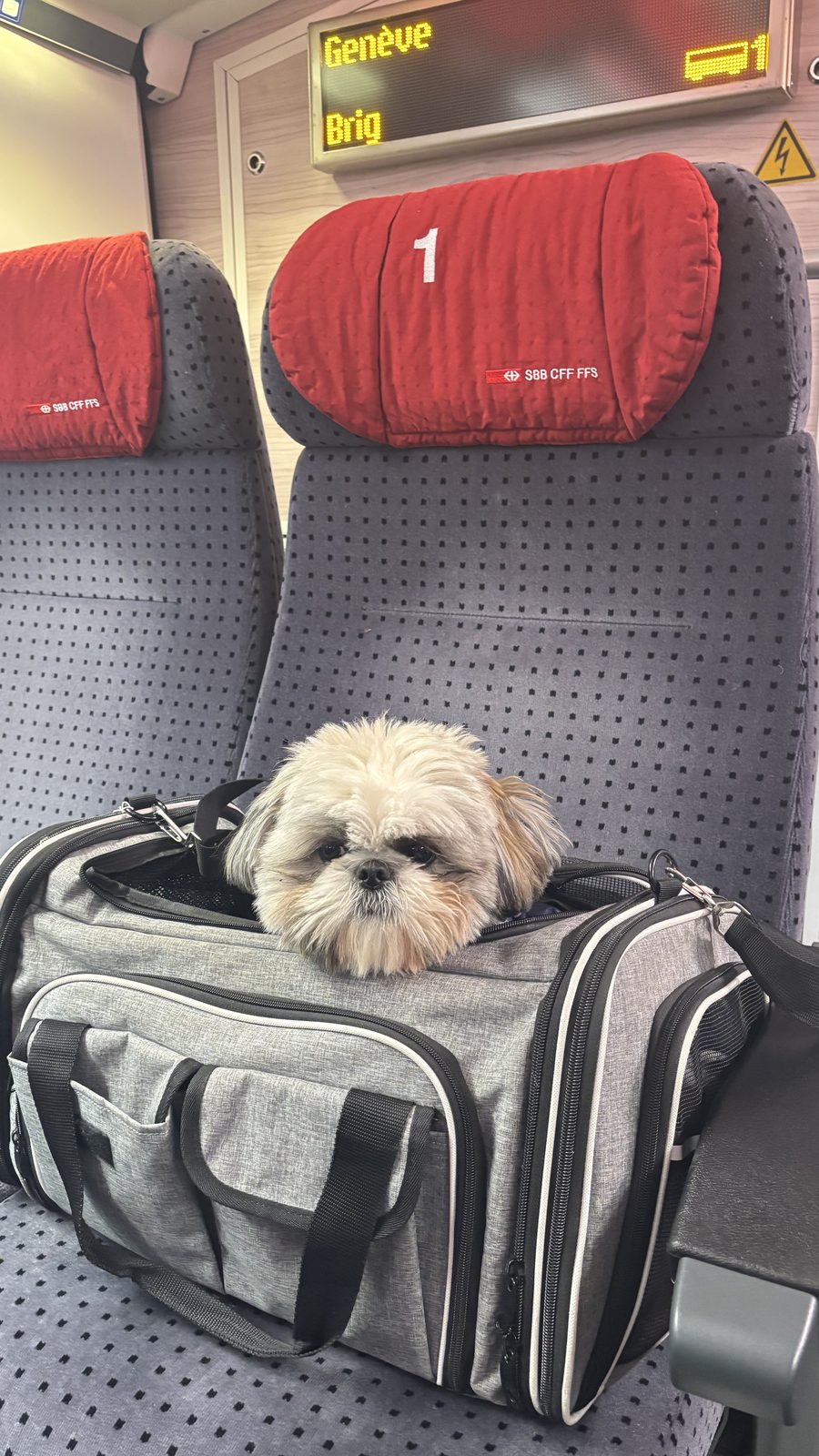 Daisy in her carrier in first class on the train from Geneva to Montreux