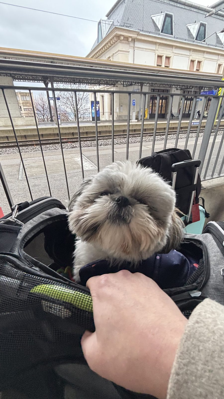 Daisy arriving at Montreux station in her bag