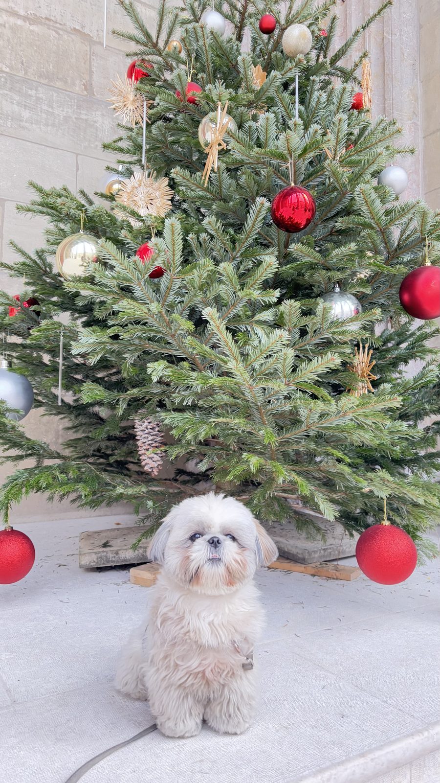 Daisy the Shih Tzu sitting under a Christmas tree in Geneva