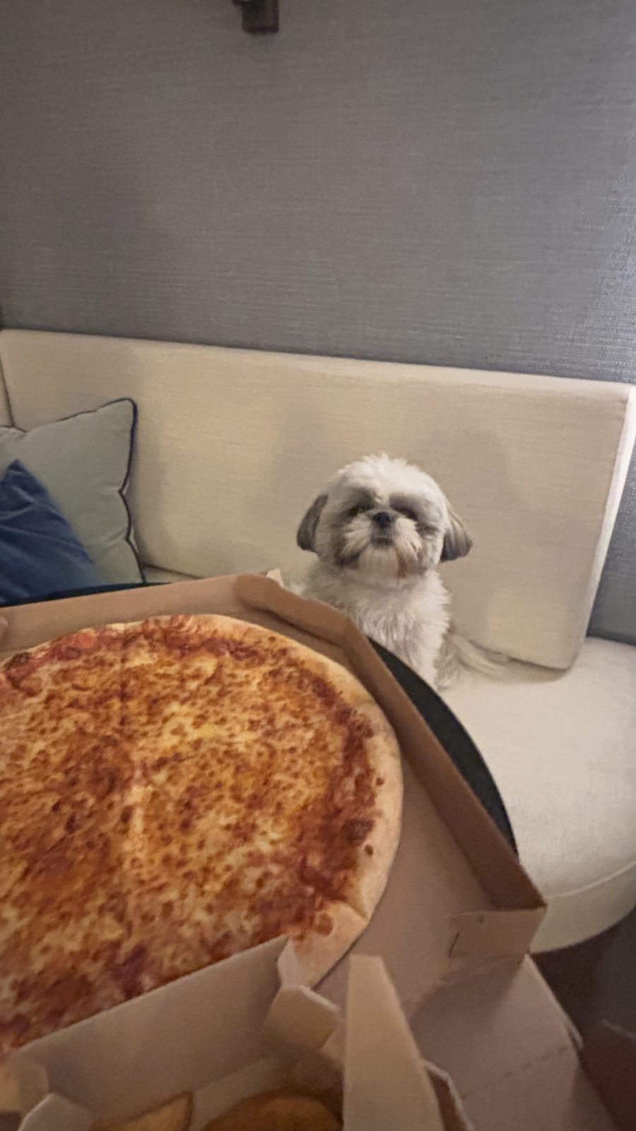 Pizza night with Daisy in our room at the Geneva Marriott
