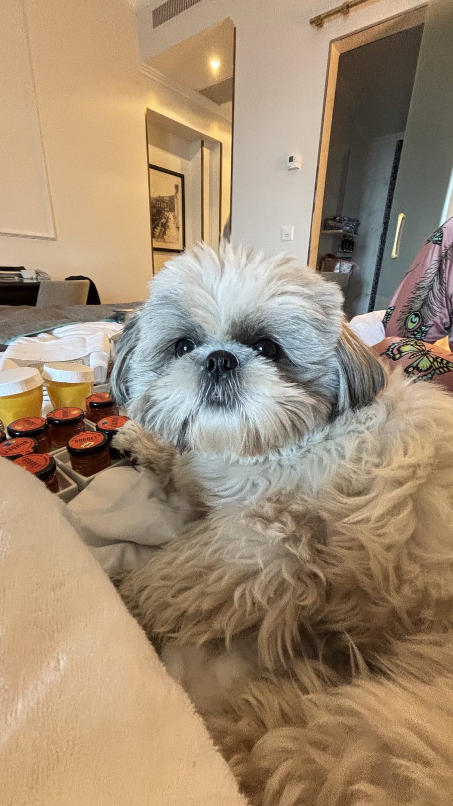 Daisy supervising breakfast in bed on Christmas morning