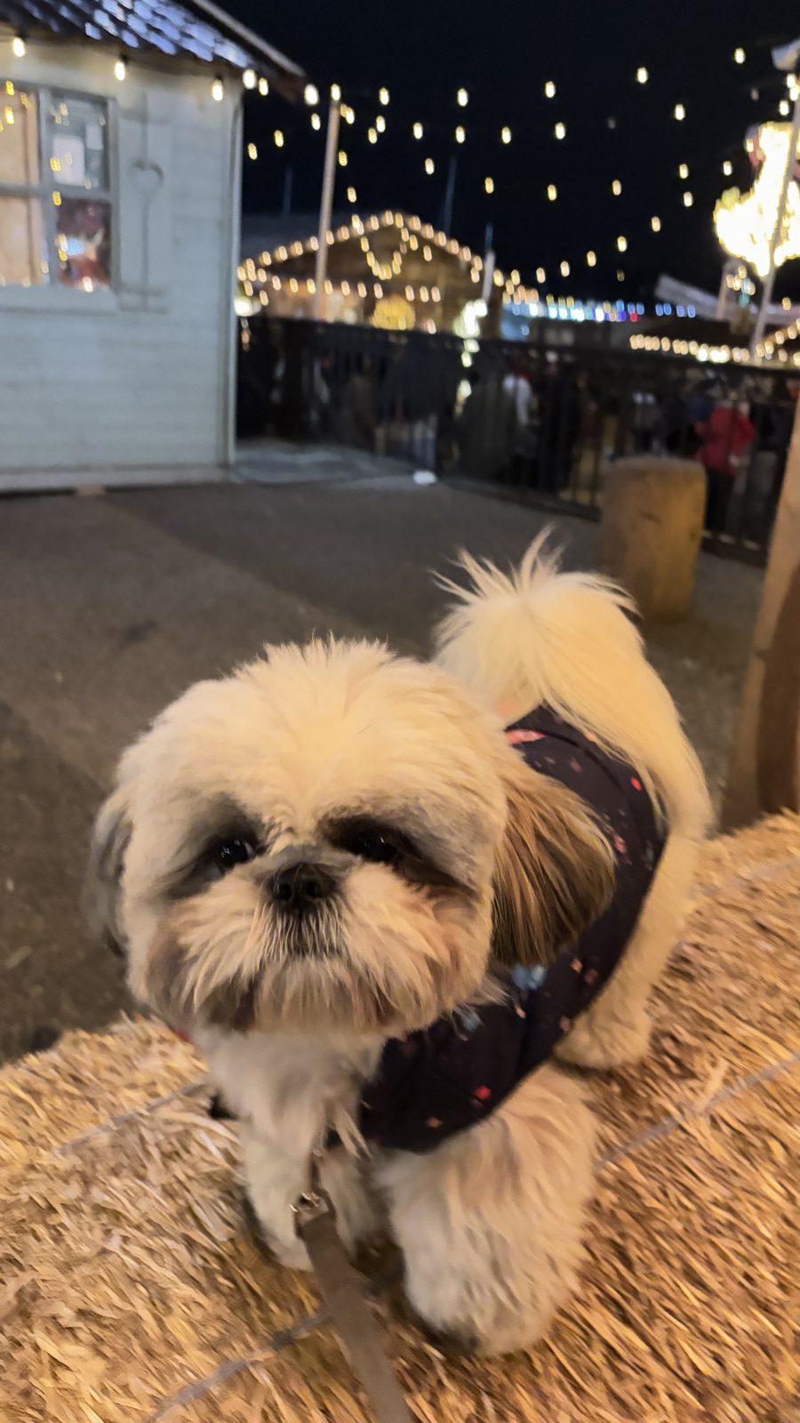 The hay bales at the Geneva Christmas market, tested by Daisy