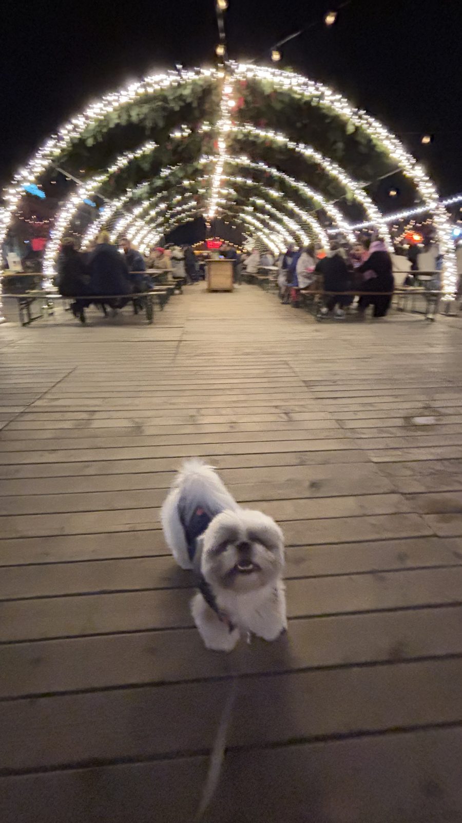 Daisy under the light tunnel at the Geneva Christmas market