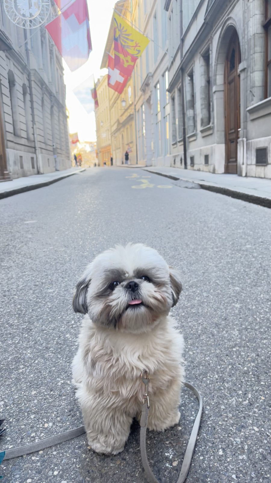 Daisy in Geneva's old town with the flags out