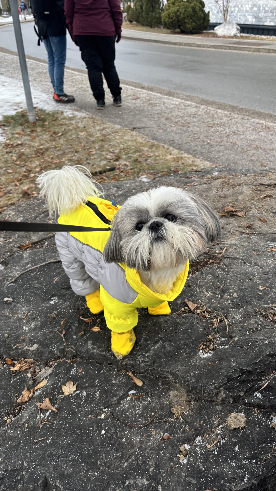 Yellow raincoat, wet road, a Shih Tzu who would rather be in Crete, which is the whole point of the certificate
