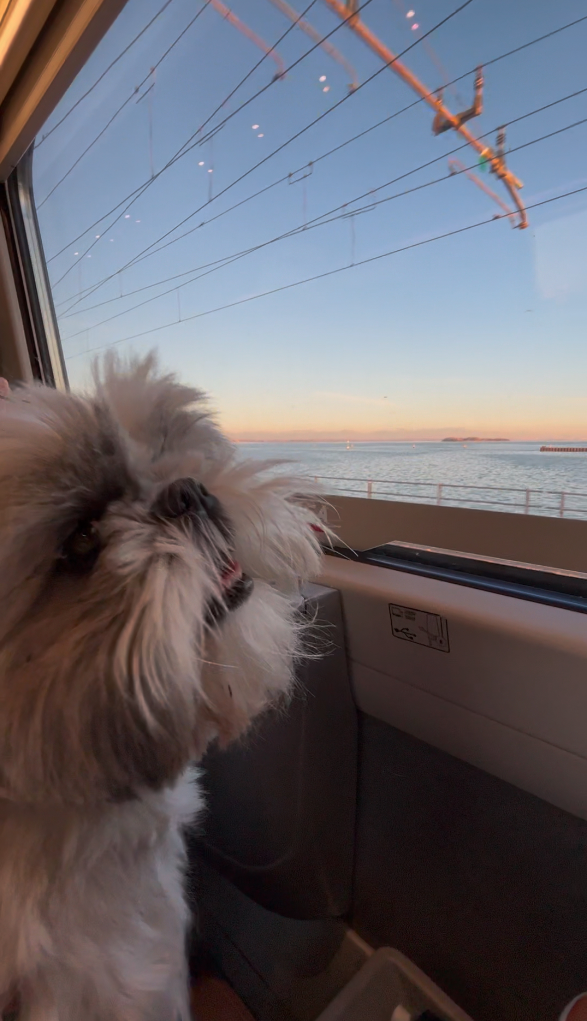 Window seat, Daisy watching the water go by, the bit of travelling she actually likes