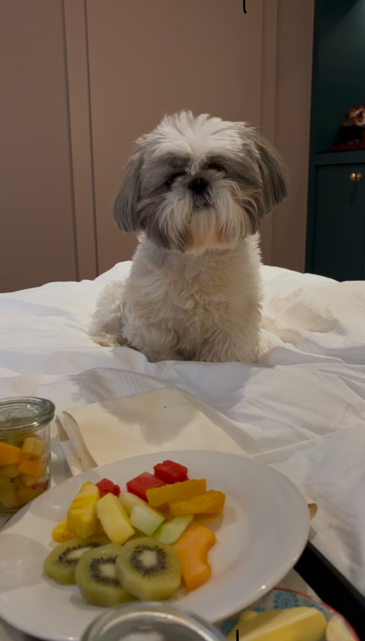 Breakfast in bed with a fruit plate and a dog who thinks it's hers, this is what the paperwork buys you