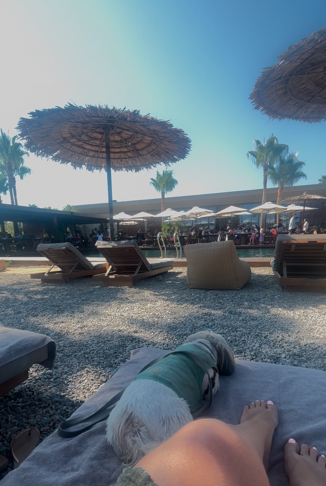 Lounging near the pool at Domes Zeen Chania, a Daisy Approved pet-friendly resort in Crete