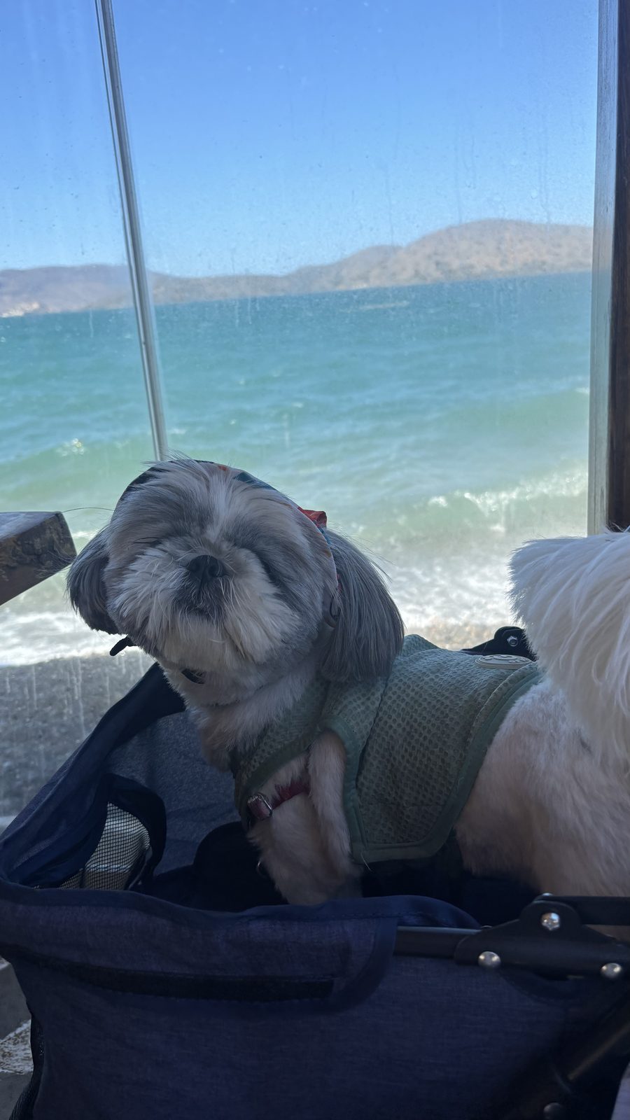 Cool coat for dogs on summer holiday, Shih Tzu wearing her cooling vest in the stroller at lunch by the sea