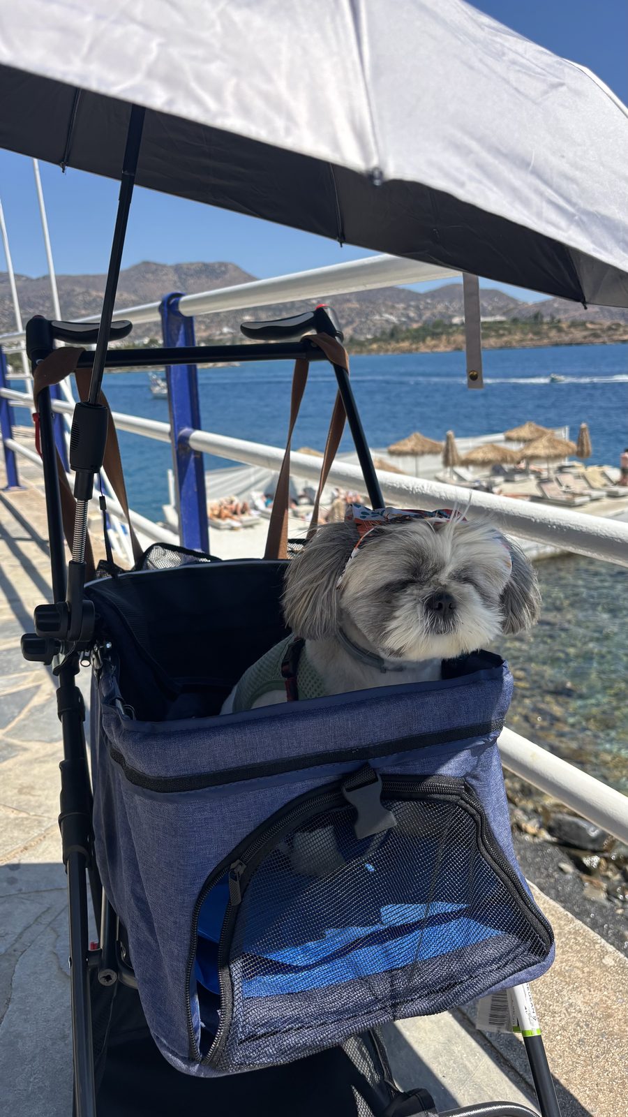 Dog stroller for travel keeping a Shih Tzu shaded on holiday, umbrella clipped on for extra shade