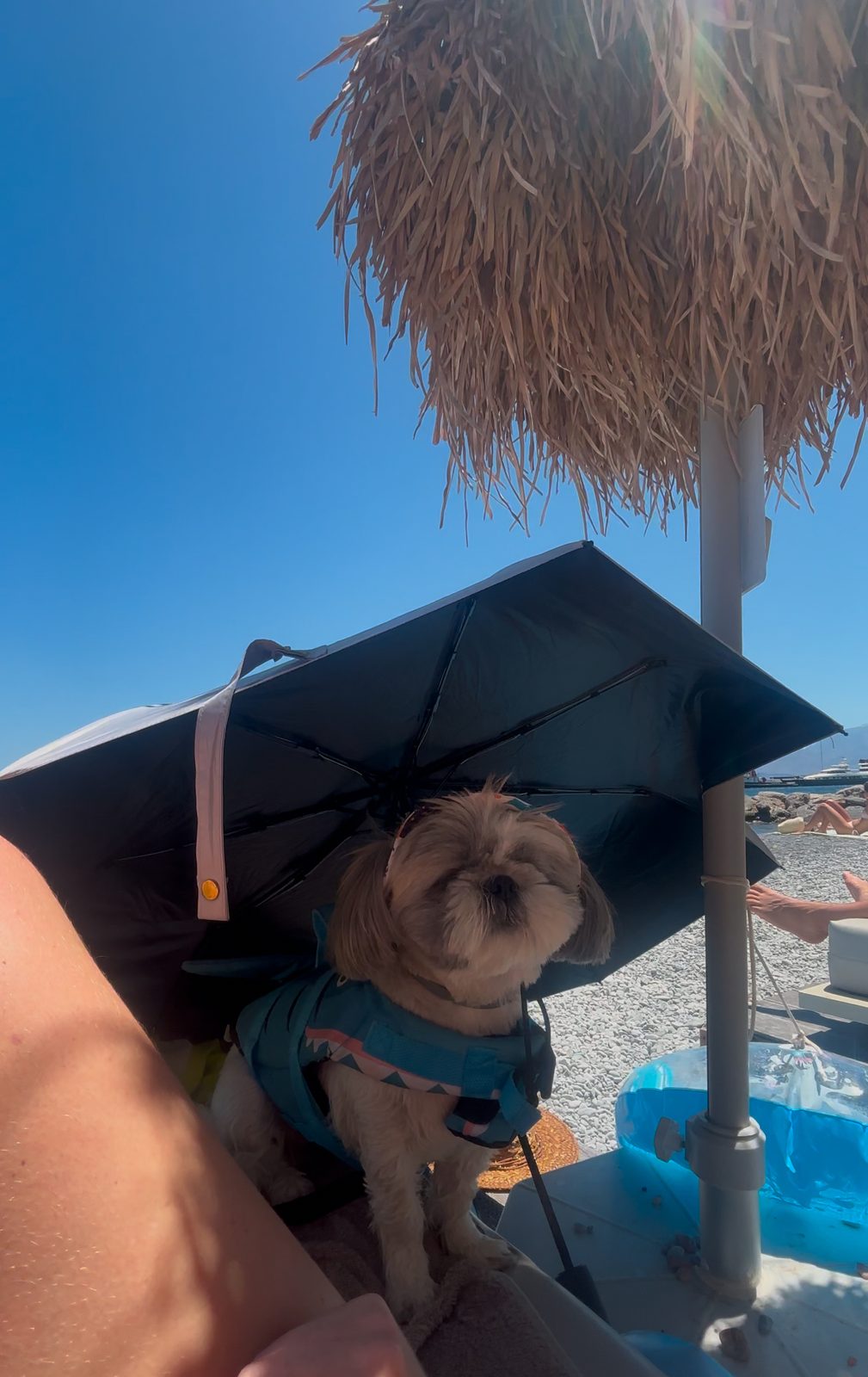 Clip-on UPF50 umbrella providing beach shade for a dog on holiday