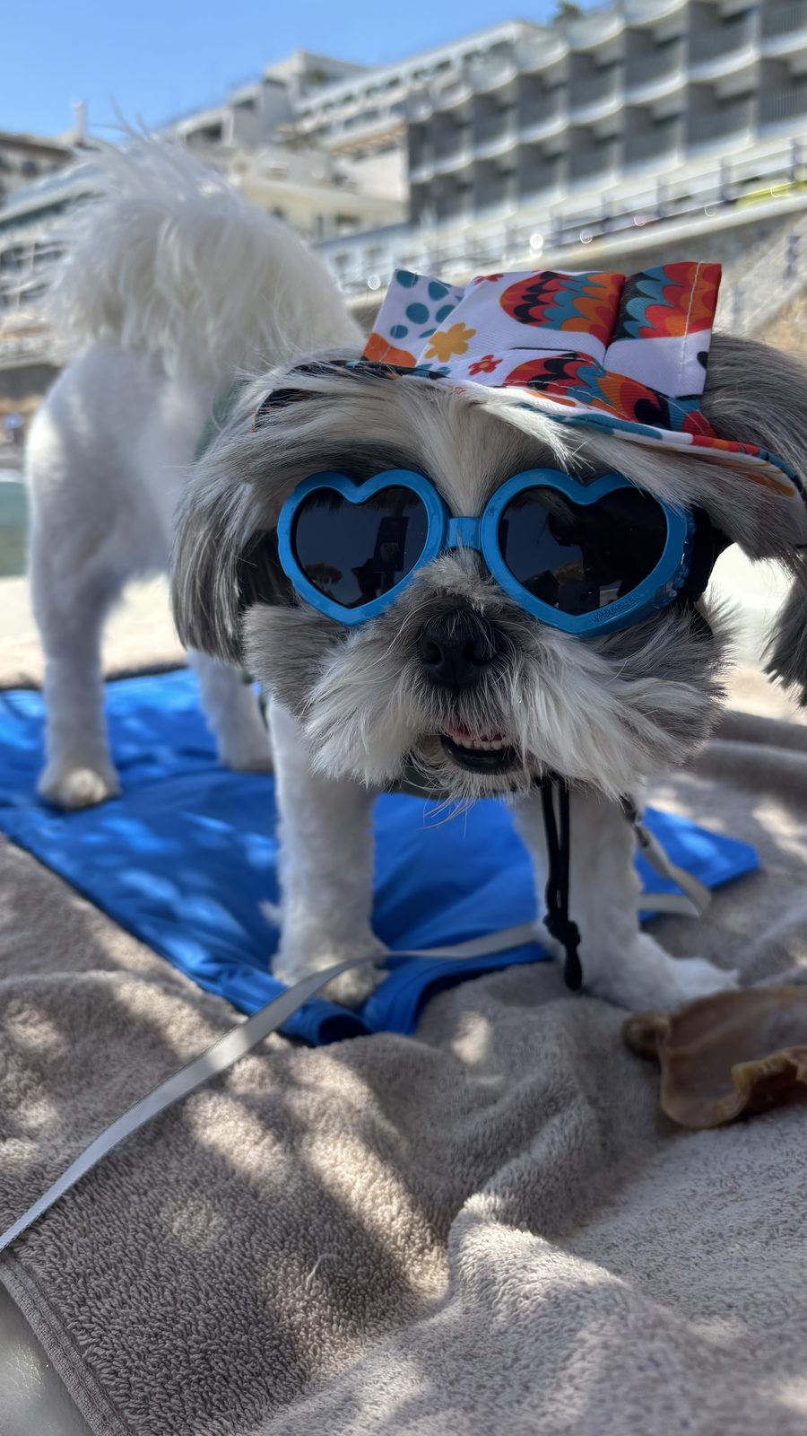 Pressure-activated cooling mat keeping a dog cool at the beach on holiday