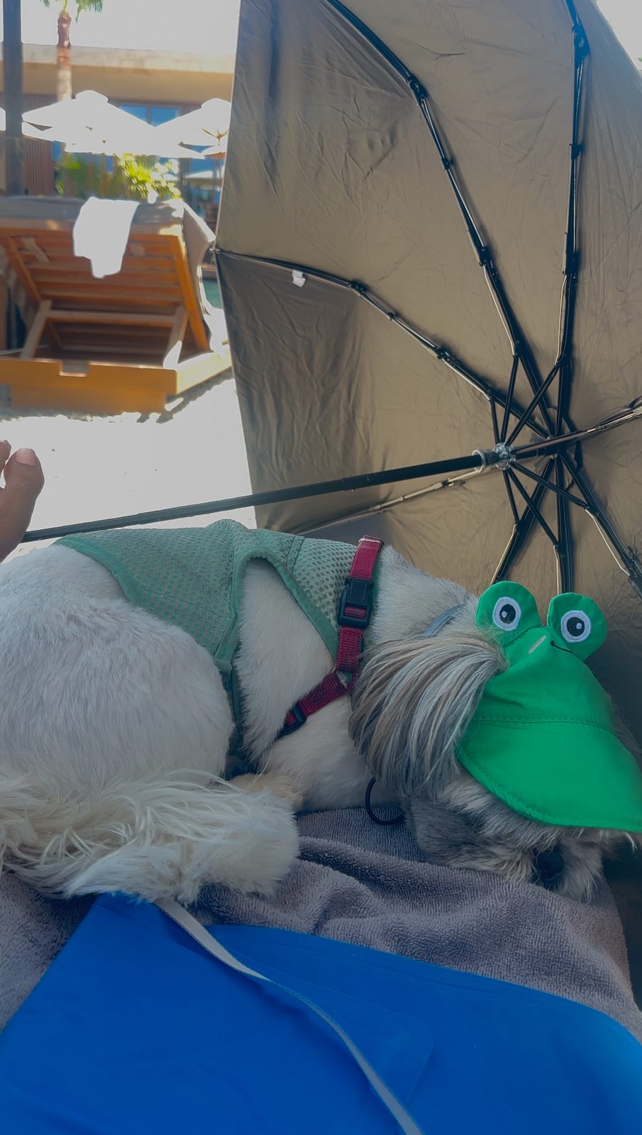 Preventing dog overheating on holiday, Shih Tzu resting in deep shade in her cool coat on a cooling mat