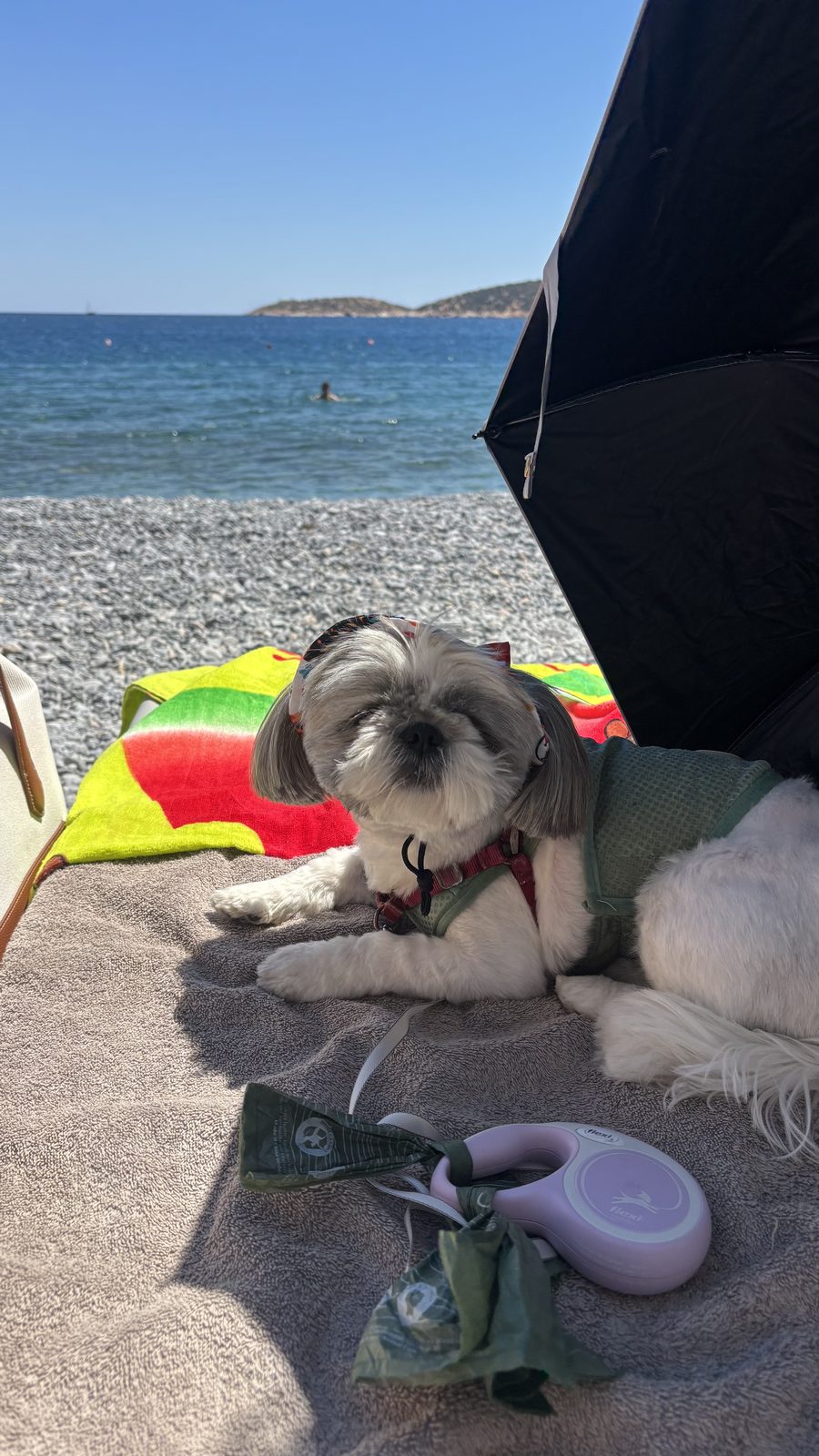 Shih Tzu resting under a beach umbrella on holiday, shaded, cool and exactly where she wants to be