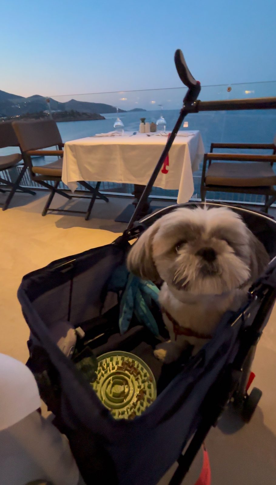 Dinner and treats served to the stroller, Daisy the most relaxed diner at Mira.