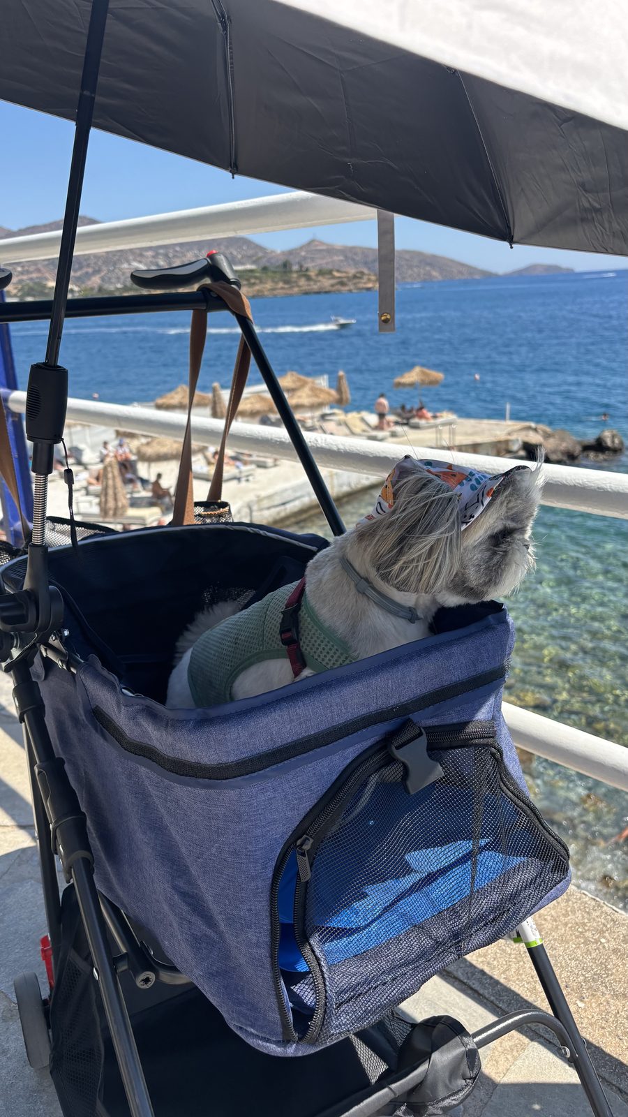 Stroller patrol on the seafront, surveying her beach from above.