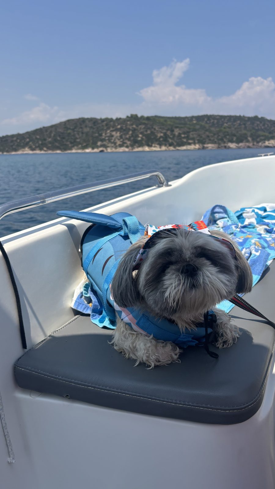 Shade, a sea breeze and a shark life vest, Daisy's idea of a perfect dog-friendly day out in Greece