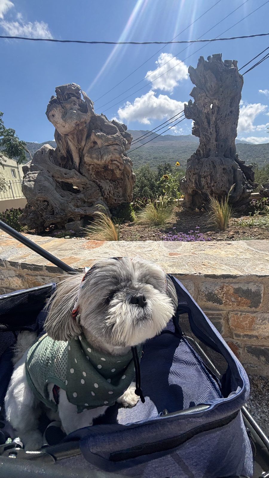 Shih Tzu in a dog stroller in front of 2000 year old olive trees at Vassilakis Estate in Crete