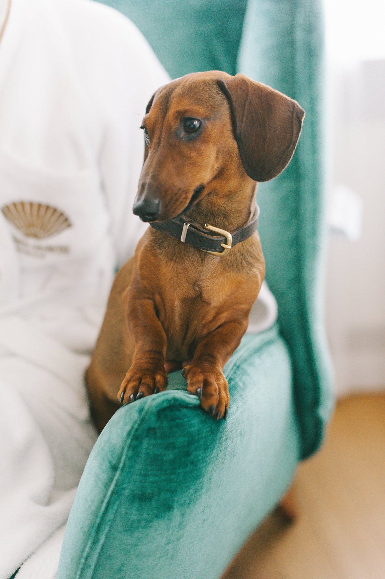 Mandarin Oriental, Munich, dog-friendly hotel in Munich