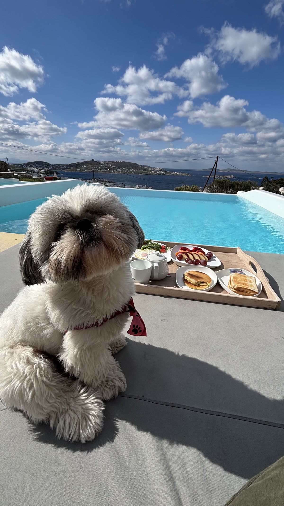 Daisy in her bandana by an infinity pool with a sea view and breakfast tray