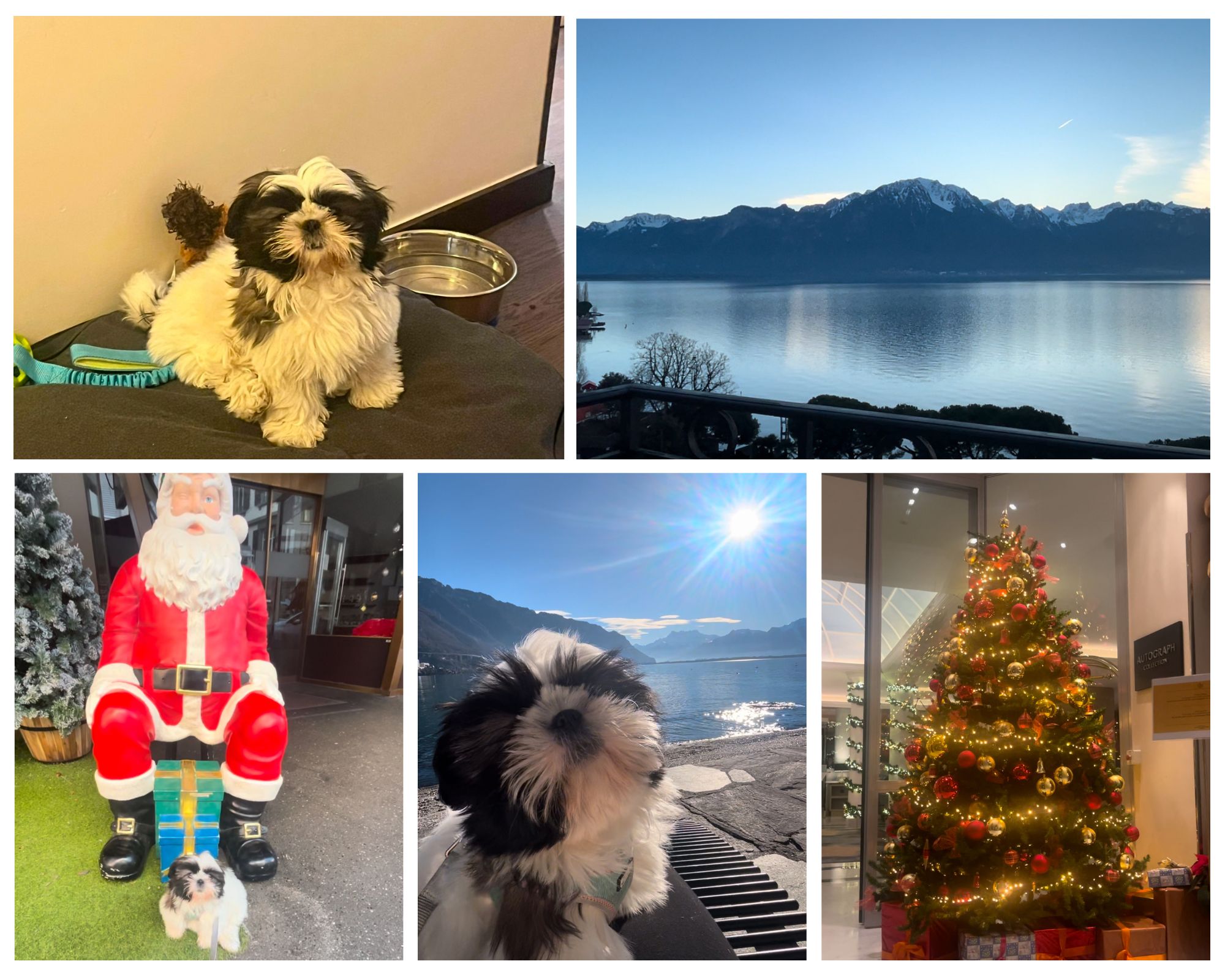 Dog Friendly Montreux