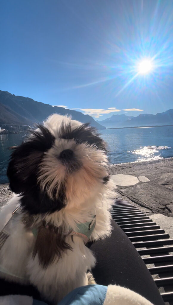 Montreux Switzerland Grand Suisse Dog Friendly