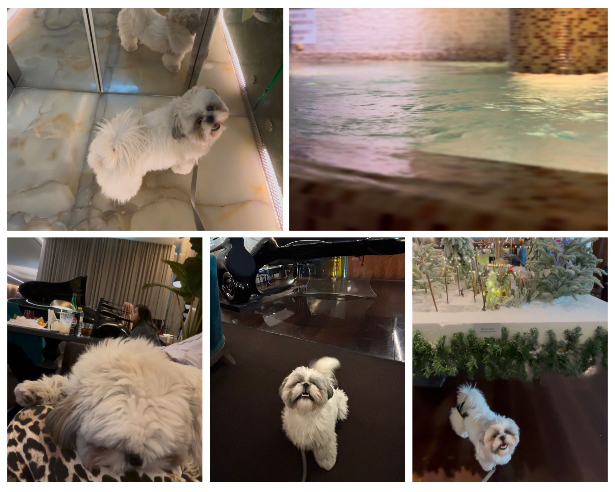 Sheraton Lisbon Dog Friendly Review