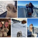 Gstaad glacier 300 dog friendly