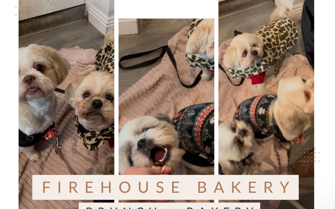 A Dog-Friendly Adventure: Brunch at Firehouse Bakery in Wicklow Town