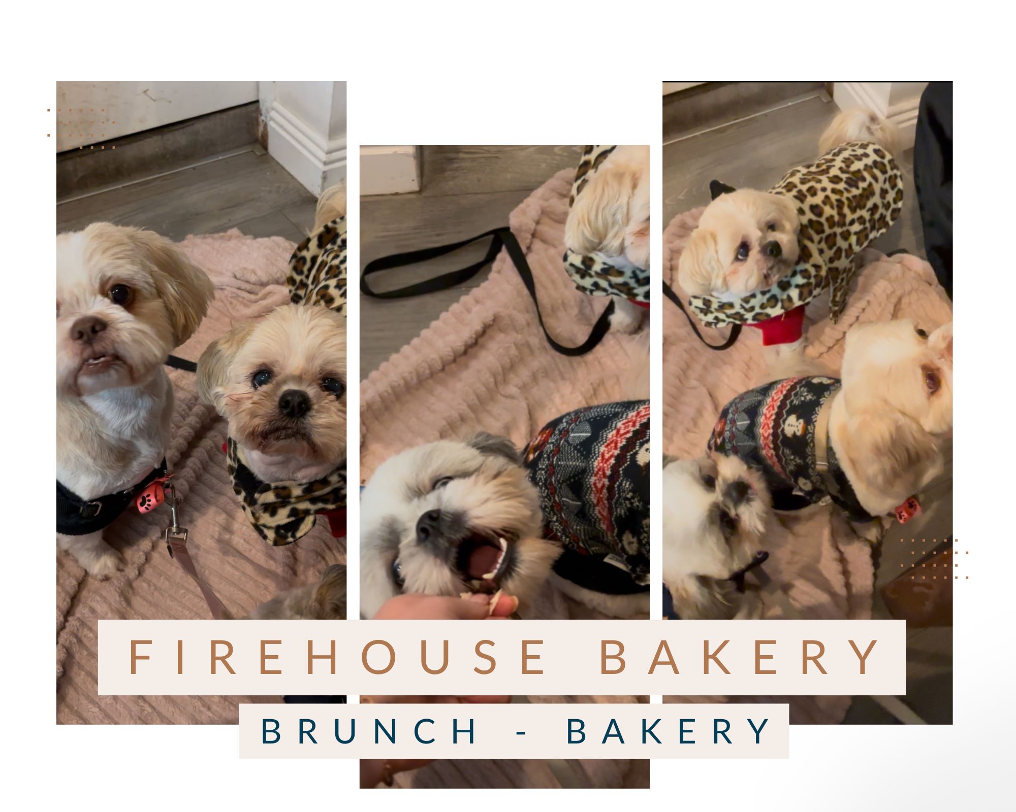 firehouse bakery dog friendly wicklow