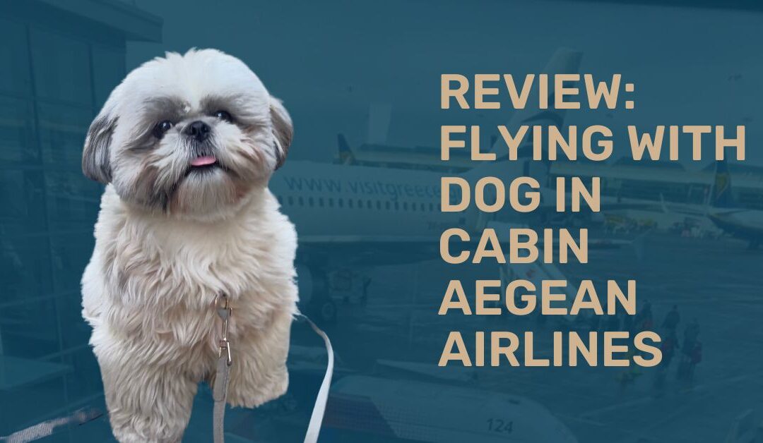 Flying with Your Dog: A Review of Aegean Airlines from Dublin to Athens